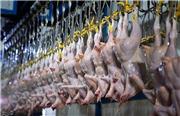 ورود مرغ‌ های آلوده به بازار ایران!