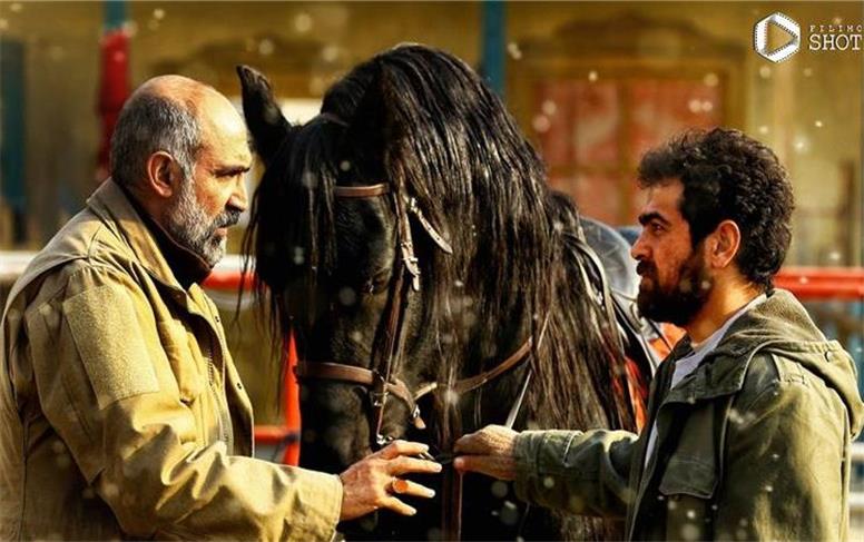 راز پرندگان