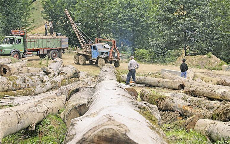 جنگل زیر تیغ قاچاق و ویلا سازی