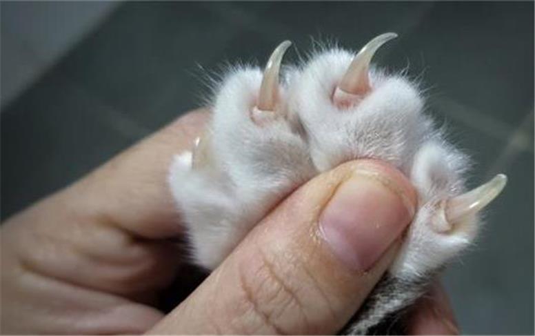 ممنوعیت گرفتن ناخن گربه از ۲۰۲۶ در آمریکا