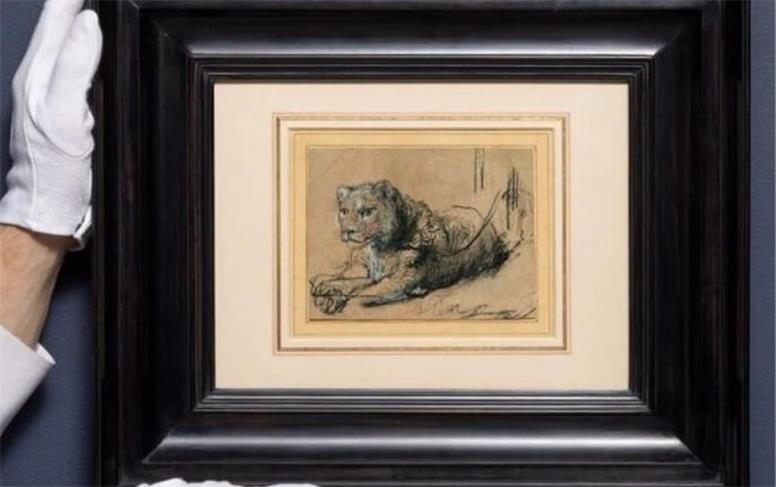 رکوردشکنی شیر جوان در حال استراحت