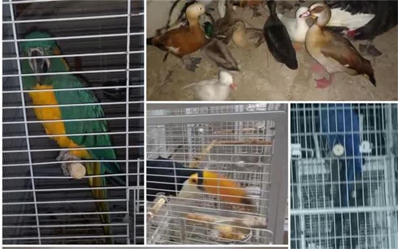 آمار تکان‌دهنده از حیات‌وحش