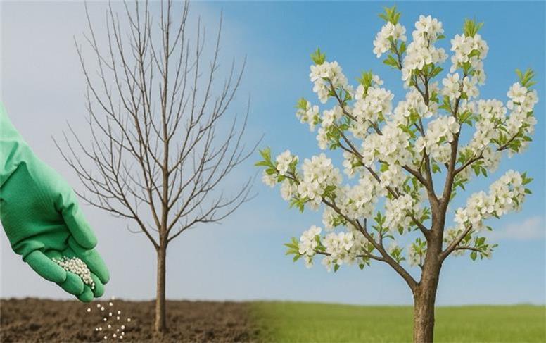 تغذیه زمستانی هوشمند برای بیداری درختان در بهار