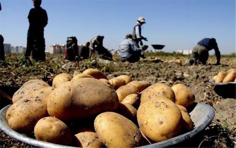 قیمت عجیب سیب‌زمینی