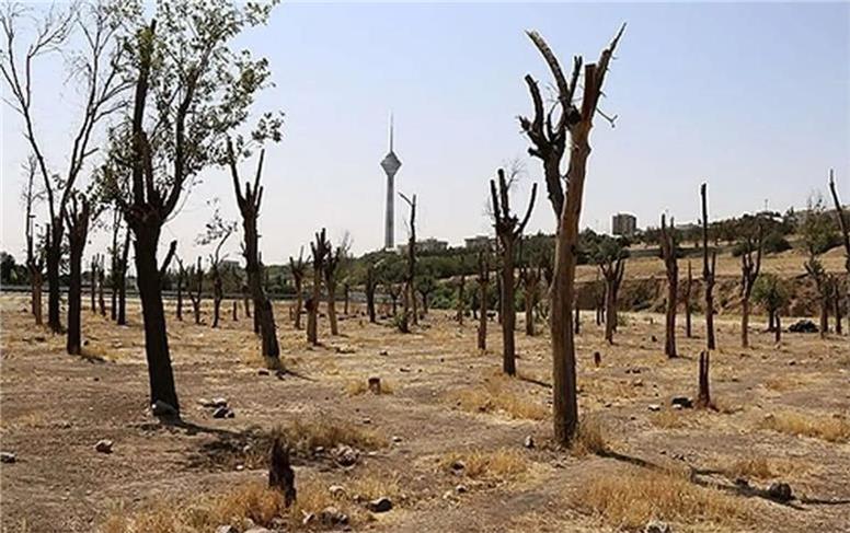 چیتگر را آب ندادند، درخت‌ها ضعیف شدند و آفت گرفتند