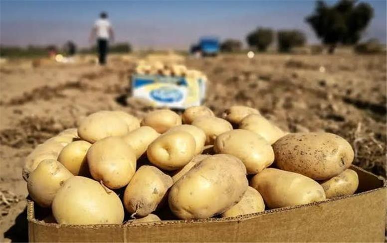 سیب‌زمینی تنظیم بازار آمد