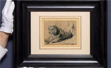 رکوردشکنی شیر جوان در حال استراحت